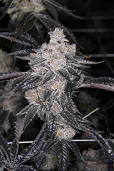 Flowering marijuana flower with trichrome