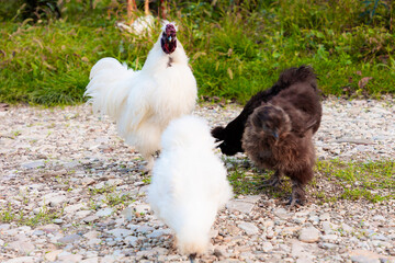 Chinese Silkie Brahma three chickens and cock feeding in farm. Humanely Raised Chicken in Eco-Friendly, Open-Range Farming