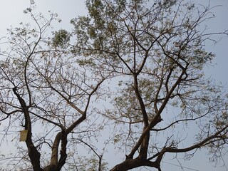 Seasonal background of leafless branches against sky, branches and sky background, luxury background, nature background, natural beauty 