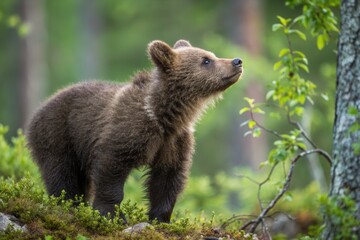 Obraz premium A curious young bear investigates plants in a serene forest environment at dawn.