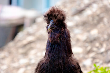 Fototapeta premium Close up of black chinese Silkie Brahma chickens head. Sustainably Raised Chicken In Species-Appropriate Free-Range Husbandry