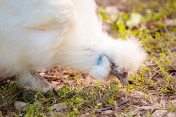 White Chinese Silkie Brahma chicken feeding in grass meadow. Close up of chickens head. Sustainably...