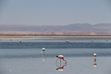 Fototapeta premium pink flamingo in Chile salt lake flat