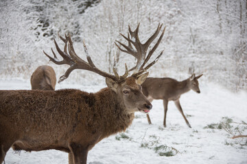 Hirsch im Winter
Deer in snow
