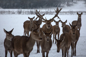 Hirsch im Winter
Deer in the winter