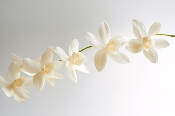 White Orchid Flowers: Delicate Beauty in Bloom