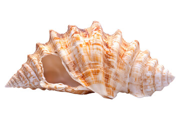 Seashell on a transparent background. isolated background.