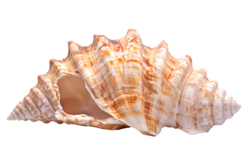 Seashell on a transparent background. isolated background.
