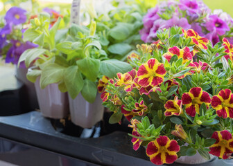 Bright calibrachoa flowers in pots on the terrace, preparing balcony flowers for transplantation....
