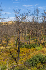 Landscape after fire. Burnt trees and meadows. Farm area on the island of Rhodes