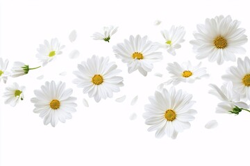 Fototapeta premium White Daisies Falling on a White Background - Floral Photography