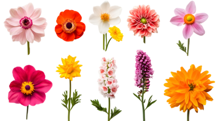 Selection of various beautiful flowers on a transparent background. isolated background.