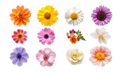 Selection of various beautiful flowers on a transparent background. isolated background.