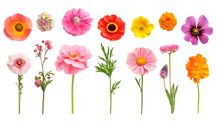 Selection of various beautiful flowers on a transparent background. isolated background.