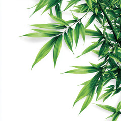 Obraz premium Close-Up of Lush Green Bamboo Leaves Isolated on a White Background Perfect for Nature and Eco-Friendly Themes in Photography and Design