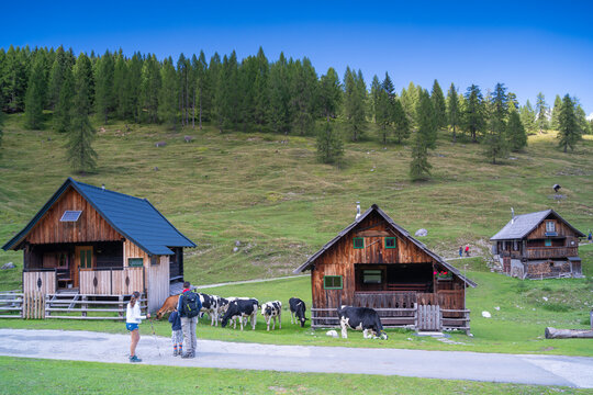Alm im Sommer, Besucher betrachten frei laufende K&uuml;he auf der Dellacher Alm, K&auml;rnten, &Ouml;sterreich