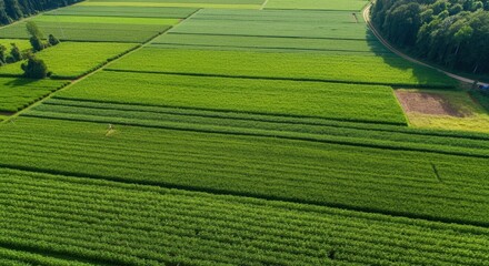 Lush green agricultural fields aerial perspective