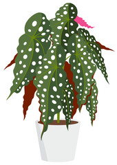 Realistic vector illustration of Begonia Maculata, Polka Dot Begonia in simple flat design