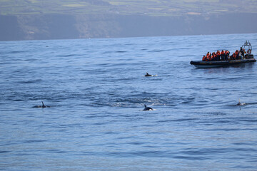 Tourist boat close to an dolphins group