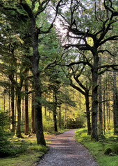 Fototapeta premium Weg durch lichtdurchfluteten verwunschenen Wald zum Torc Mountain im Killarney National Park, Irland