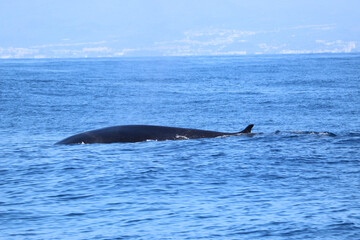 Fototapeta premium Humpback whale near Sao Miguel island coast
