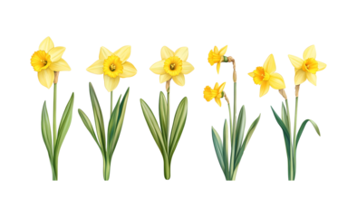 Set of beautiful yellow daffodils on a transparent background. isolated background.