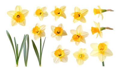 Set of beautiful yellow daffodils on a transparent background. isolated background.