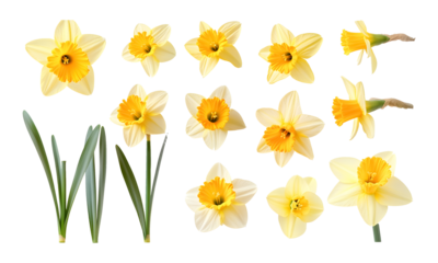 Set of beautiful yellow daffodils on a transparent background. isolated background.
