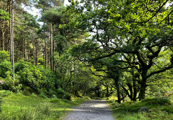 Weg durch lichtdurchfluteten verwunschenen Wald zum Torc Mountain im Killarney National Park, Irland