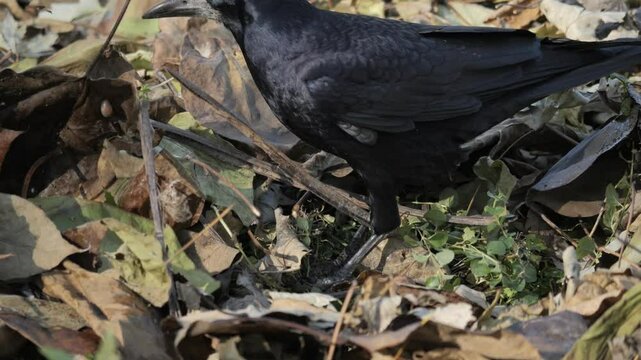 Amazing slow motion close up of beautiful bird, jackdaw or Corvus monedula, pecking something tasty. Stunning view of natural scene. Fragrant clip for wonderful design.