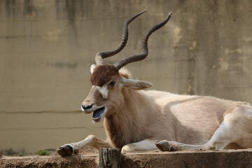 Sitting white antelope close up