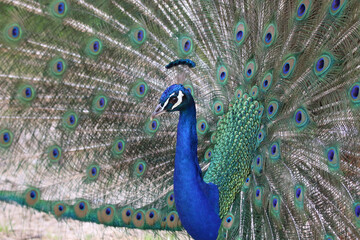 Fototapeta premium Beautiful and colorful peacock with feathers out
