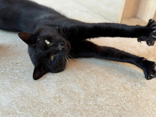 Playful cat lies and stretches its paws.