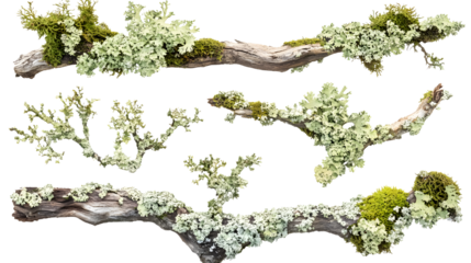 Set of a branch of tree covered in lichen and moss on a transparent background. isolated background.