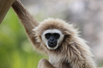 Portrait of a white-handed gibbon in Lisbon zoo