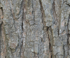 Beautiful details of the bark of catalpa ovata