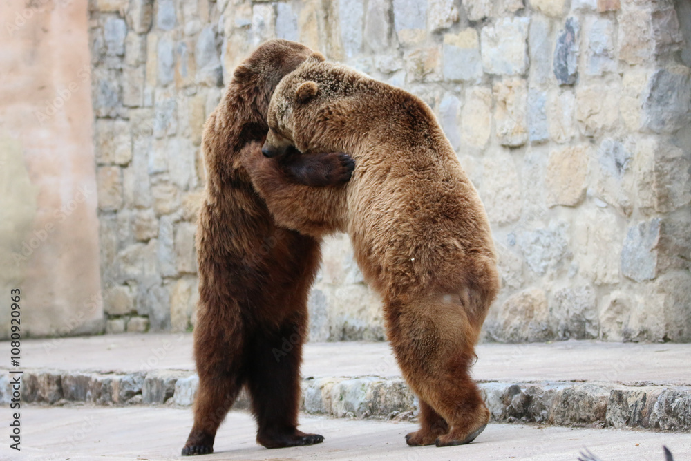 Wall mural two brown bears standing up on two legs and playing