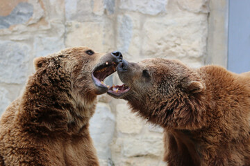 two bears with big open mouths