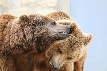 Obraz premium Two brown bears closeup heads while playing