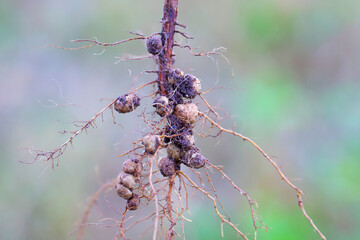 Rhizobium root nodules on the roots of a soybeans for nitrogen fixation.