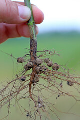 Nitrogen fixing nodules on roots of leguminous plant, soybean caused by Bacterium Rhizobium.