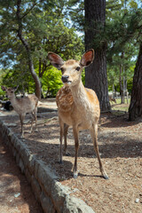 Close up of a wild young deer at the park in Nara, Japan