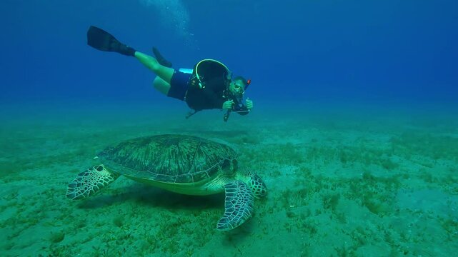 Sea turtle floating on turquoise water over seagrass bed and eating green algae, scuba diver swims next to and filming it, Slow motion of Green Sea Turtle, Chelonia mydas swims in the blue deep water