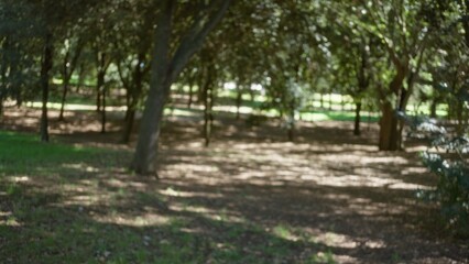 Blurred sunlit view of lush trees at villa borghese gardens in rome, showcasing a serene, defocused, natural outdoor setting with rich greenery and soft bokeh effect.