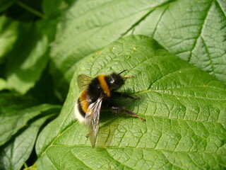 Bumblebee on green leaf of raspberry bush on summer season - close-up. Topics: vegetation, flora, fauna, insect, season, macro, garden, natural environment