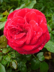 Red Rose flower with drops of water on petals on shrub surrounded by green leaves - close-up. Topics: beauty of nature, blooming, flowering, vegetation, flora, season, macro, spring, summer, garden