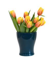 Colorful tulip flowers isolated on white