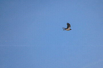 A beautiful bird gracefully is flying high in a clear blue sky