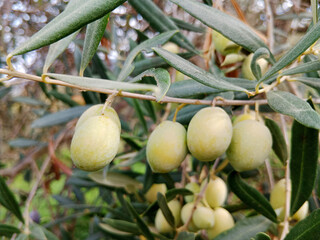 branches of an olive tree with many fruits of different stages of maturity. Olives are light green in color, some with a slight purple tint, hanging among narrow, greyish-green leaves.