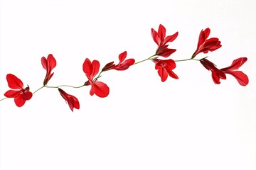 Red Flowers on a Vine: A Close-Up View of Delicate Blooms